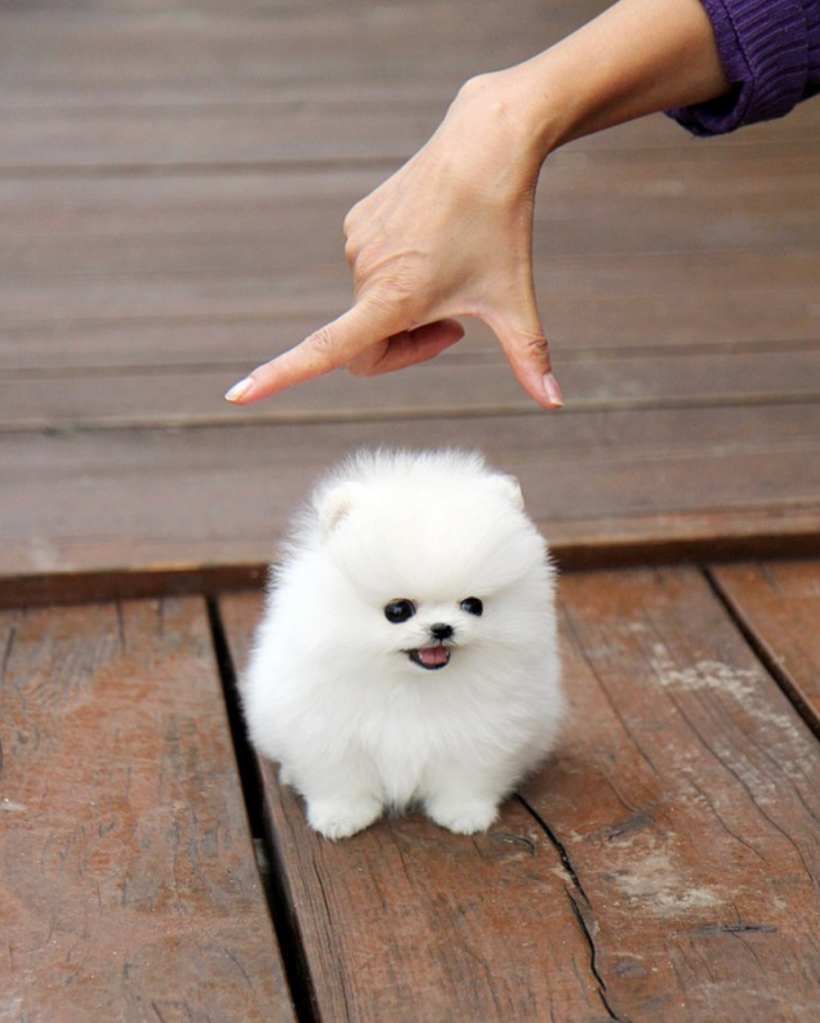 Tiny puppy 